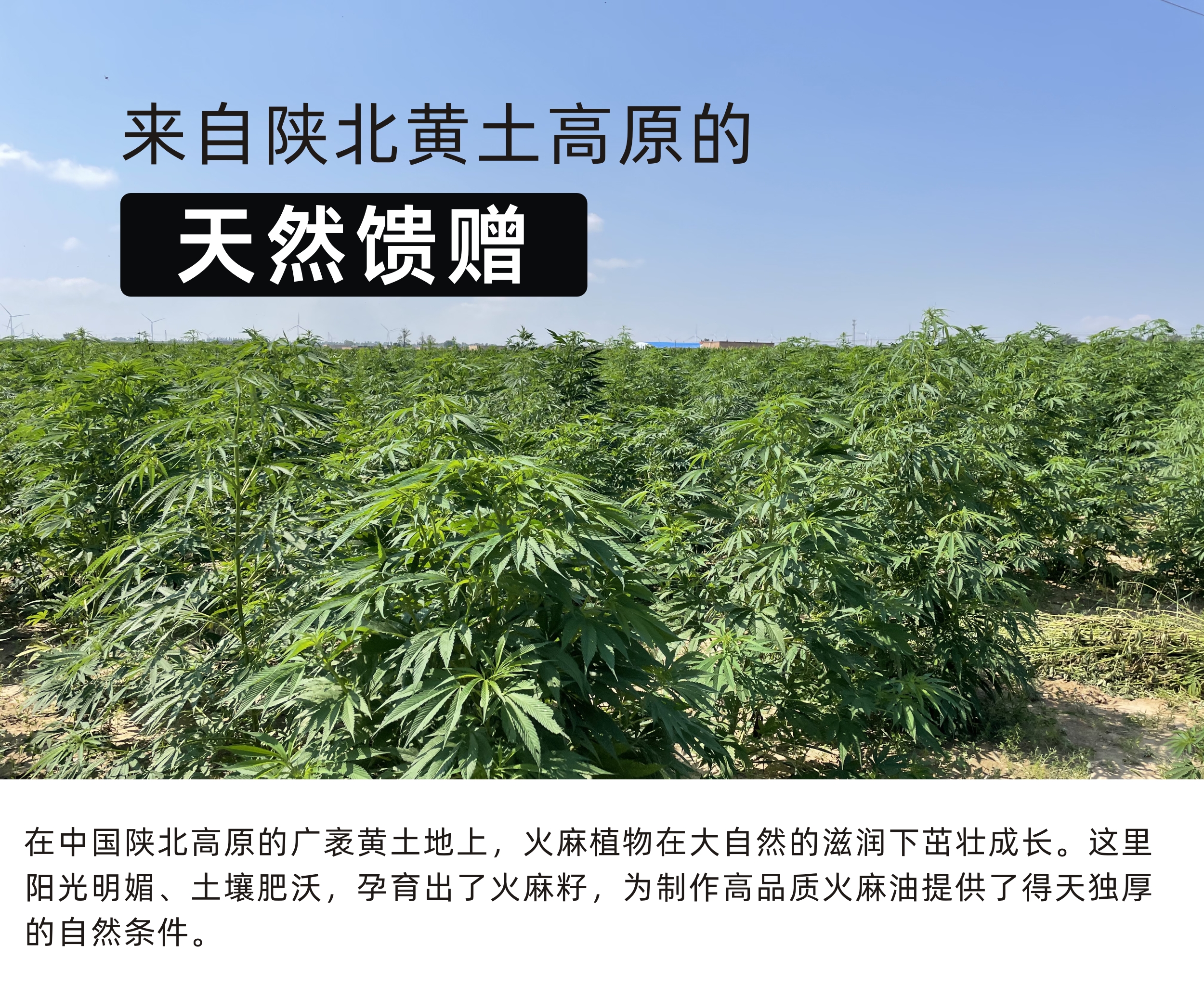 东良福火麻油